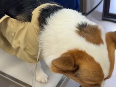 -爱妮康宠物医院·干细胞免疫细胞·肿瘤·心脏(张江店)