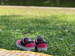 -上海共青森林公园