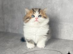 -小猫来了·猫舍(红山六九七九店)