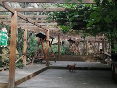 -大岭沟猕猴桃谷风景区