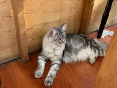 -猫小院猫主题咖啡厅(北锣店)