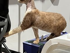 -momokira米努特·德文卷毛猫·棉花面纱犬