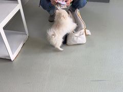 -美美宠物诊疗中心·异宠·骨科(滨江东信分院)