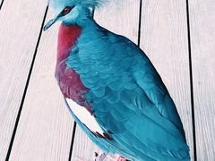 -新加坡飞禽公园
