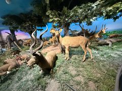 -国家自然博物馆