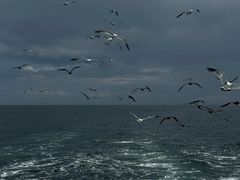 -海驴岛(荣成市)
