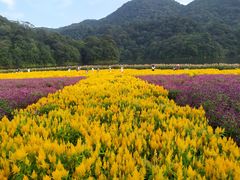-广州市石门国家森林公园