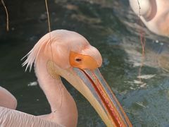 -灵玲国际马戏城