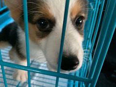 -翊宠yipet猫狗购宠庄园犬舍•猫舍