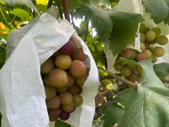 -马陆小张葡萄园农家乐