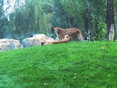 -北京野生动物园