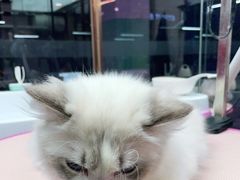 -FAELING PETS美天灵宠物(富力广场店)