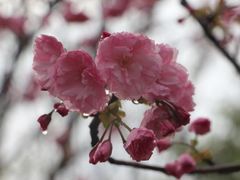 -天适樱花悠乐园