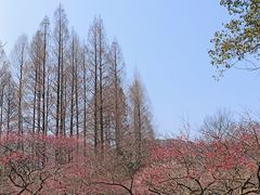 -杭州植物园
