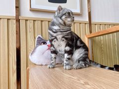 -Catmate·猫肥家润(金润铂宫店)