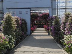 -海上花岛玫瑰园采摘