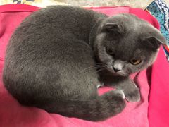 -小樽洋菓子铺LeTAO(华润时代店)