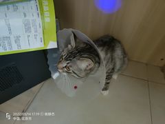 -宠福鑫康馨动物医院·骨科·眼科