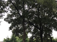 -上海市保健医疗中心(华东疗养院)