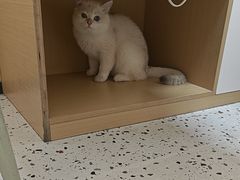 -瑞派康怡24h宠物医院·犬猫医疗中心·微创绝育(瑞景分院)