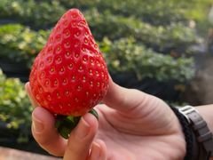 -昌平兴寿秀秀草莓采摘园