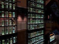 -广东中医药博物馆