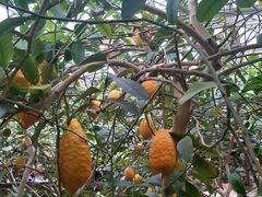 -兰陵国家农业公园