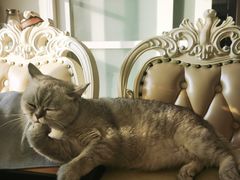 -创凡宠物医院·骨专科  猫科中心(西乡分院)