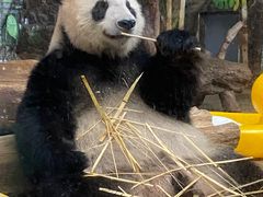 -海南热带野生动植物园