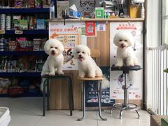 -天雅宠物(绿岛苑店)