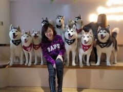 -Husky Go! 哈士奇体验馆·宠物咖啡厅狗咖