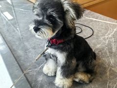 -帕帕拉兹宠物(亚洲旗舰店)