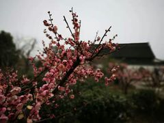 -雨花胜境