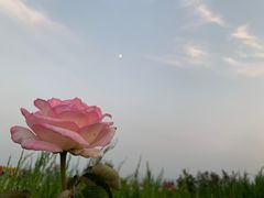 -皇城根·鲁菜济南菜·吊炉烤鸭·炒鸡鱼头(济南旗舰店)