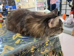 -平行世界·猫咖(首经贸店)