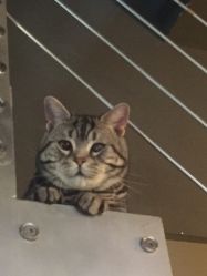 -幸运7纹身刺青Lucky7tattoo