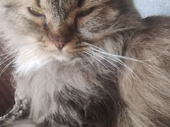 -平行世界·猫咖(首经贸店)