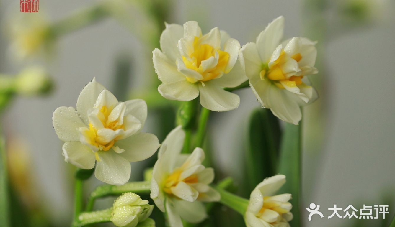 金盏玉台20200309