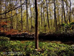 -合肥滨湖国家森林公园