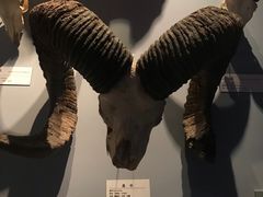 -青藏高原自然博物馆