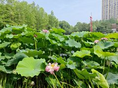 -陈家山荷花公园