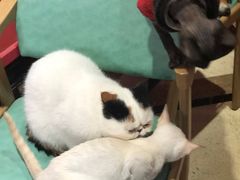 -猫色咖啡·猫咖