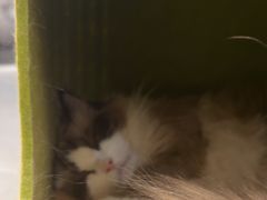 -琪喵猫屋·撸猫猫咖·猫舍