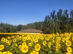 -长白岛森林公园