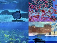 -海合安成都极地海洋公园