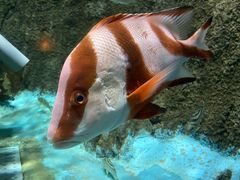 -太平洋海底世界