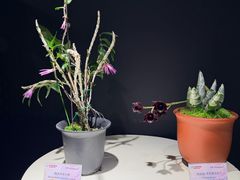 -北京植物园-展览温室