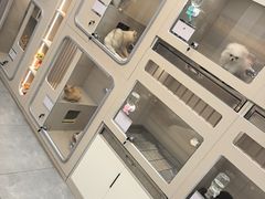 -唐小姐の私宠·宠物洗护美容·撸猫馆·购宠(周浦万达旗舰店)