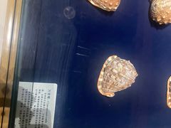 -青岛贝壳博物馆