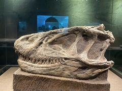 -自贡恐龙博物馆